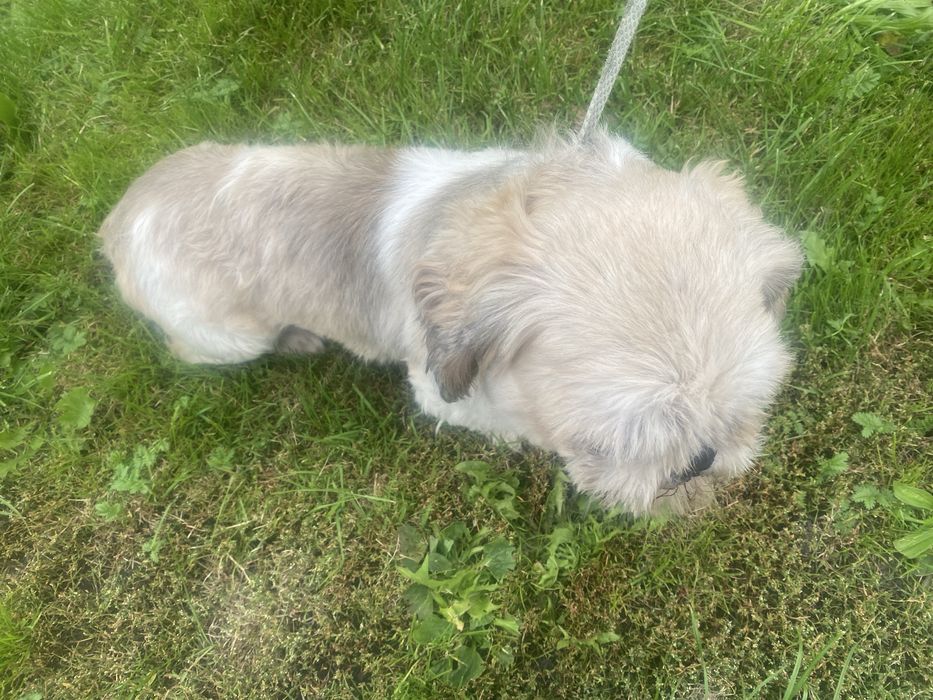 Suczka 6 lat shih tzu