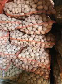 Ziemniaki o wielkości sadzeniaka, transport do klienta