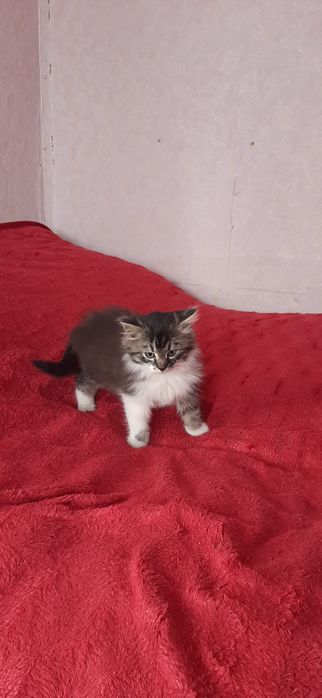 Віддам котика в добрі руки.