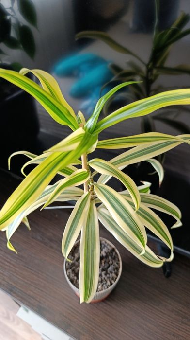 НЕ ПЕРЕСИЛАЮ!!Терміново!!! Кімнатні квіти кротон фікус