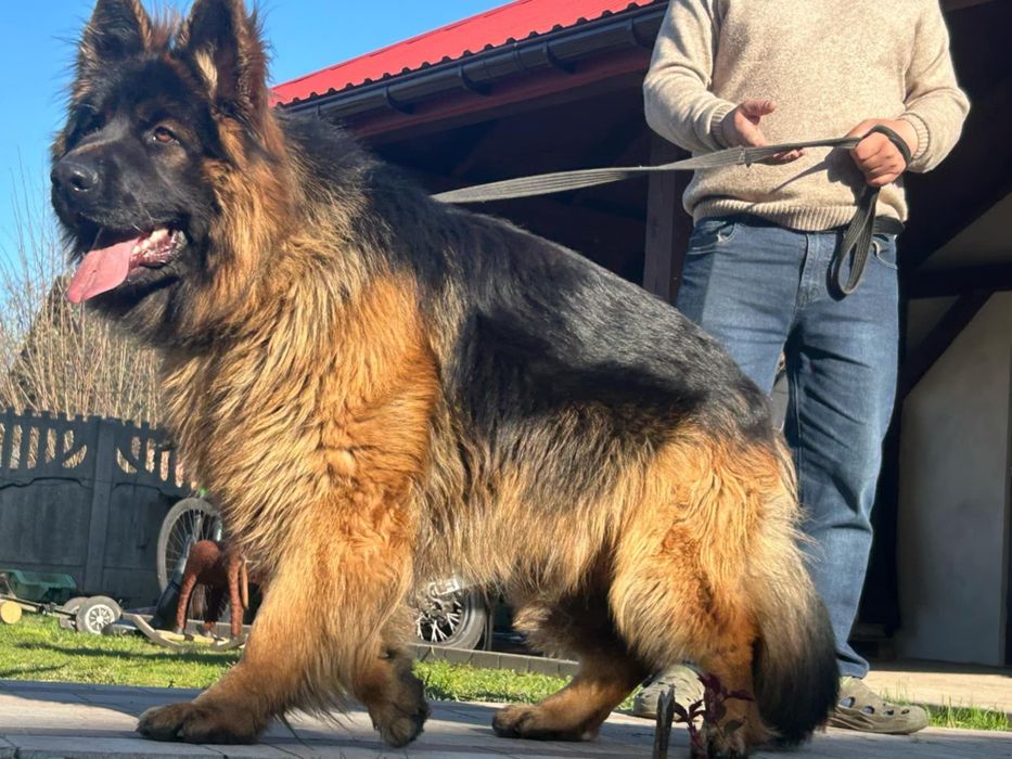 Owczarek niemiecki długowłosy gotowe do odbioru