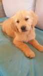 Golden Retriever gotowe do odbioru