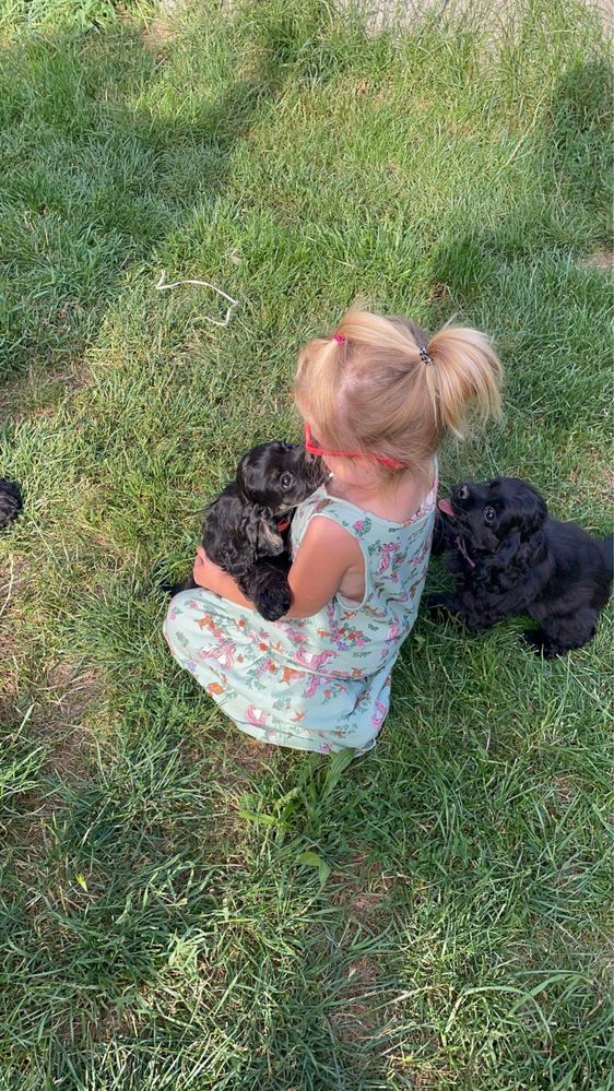 Gotowe do odbioru szczeniaki cocker spaniel Imperialsetter FCI ZKWP