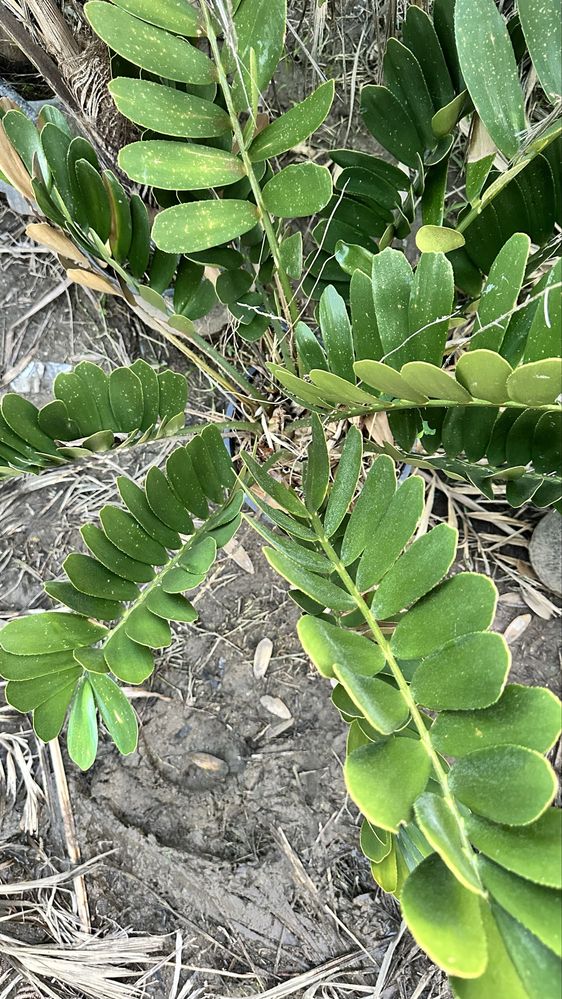 Cyca Zamia furfuracea cica