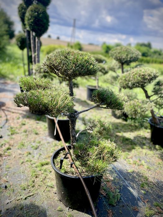 Bonsai Rosliny Formowane