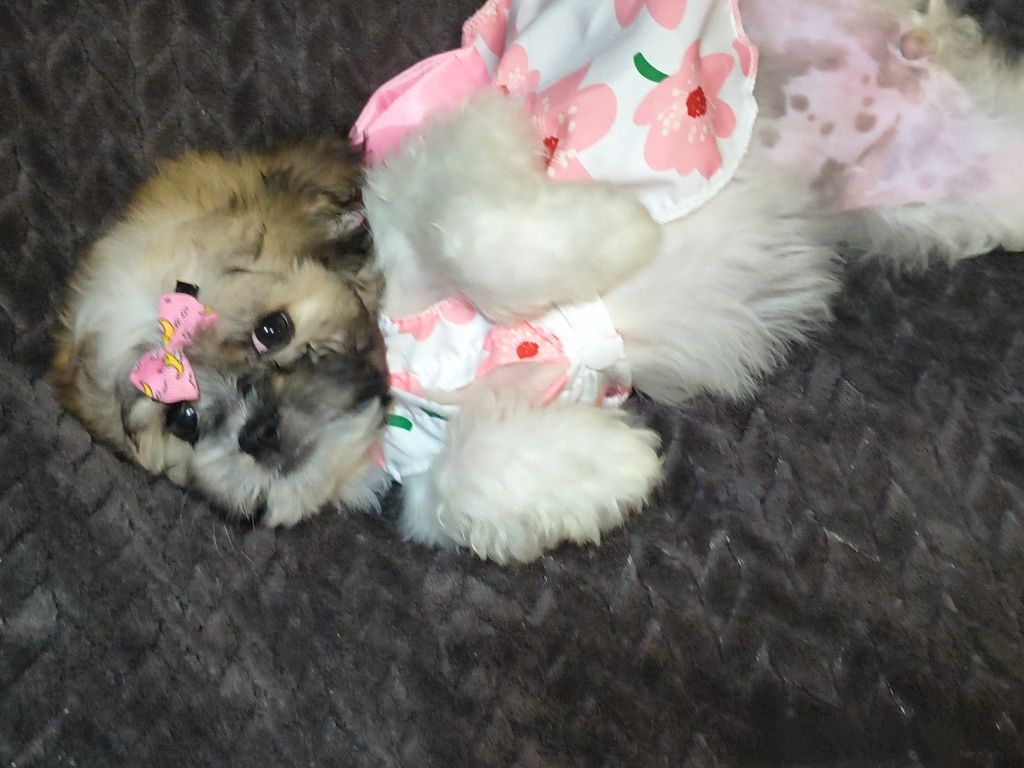 cavapoo pudel mix hybryda ras