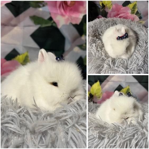 Karzełki Teddy Mini