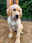 Golden Retriever szczeniak