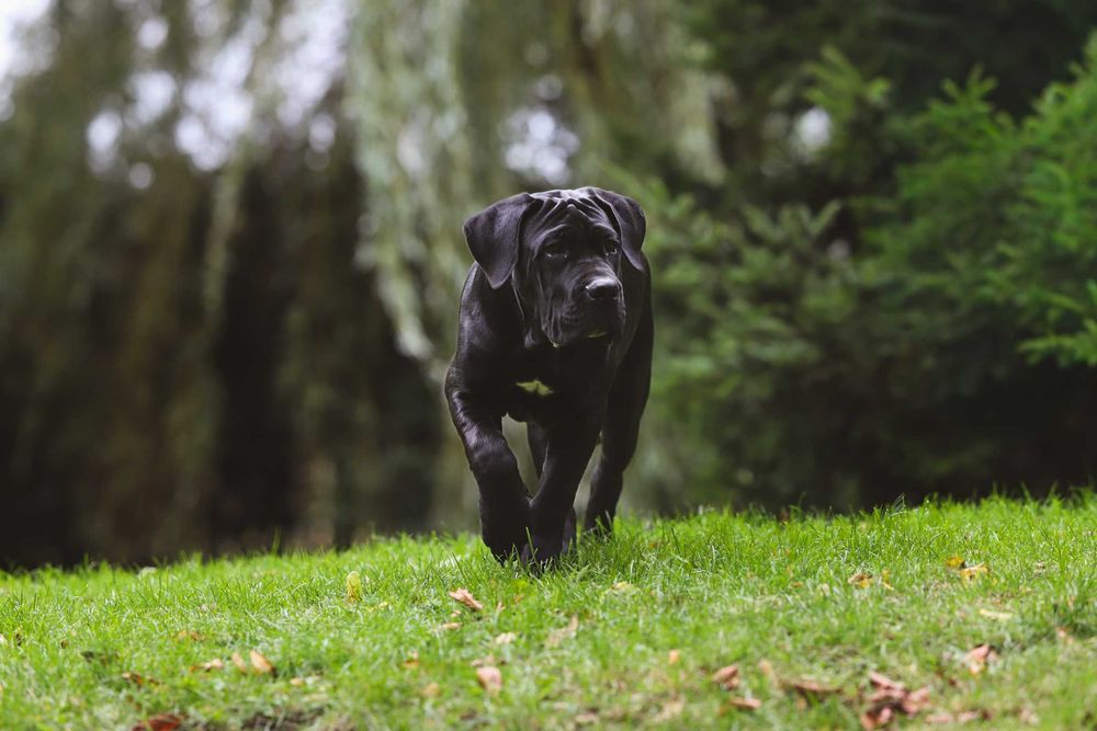 Cane Corso – Czarny książę FCI