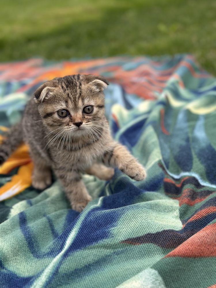 Продаються чистокровні кошенята