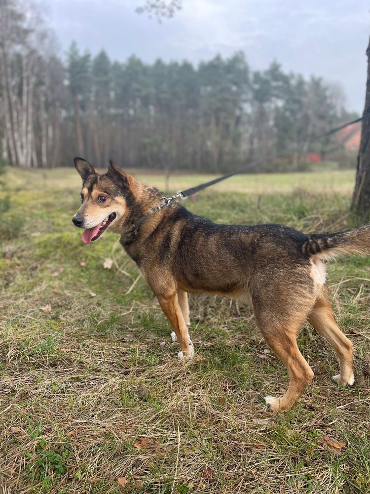 Wyjątkowy Rio szuka domu !