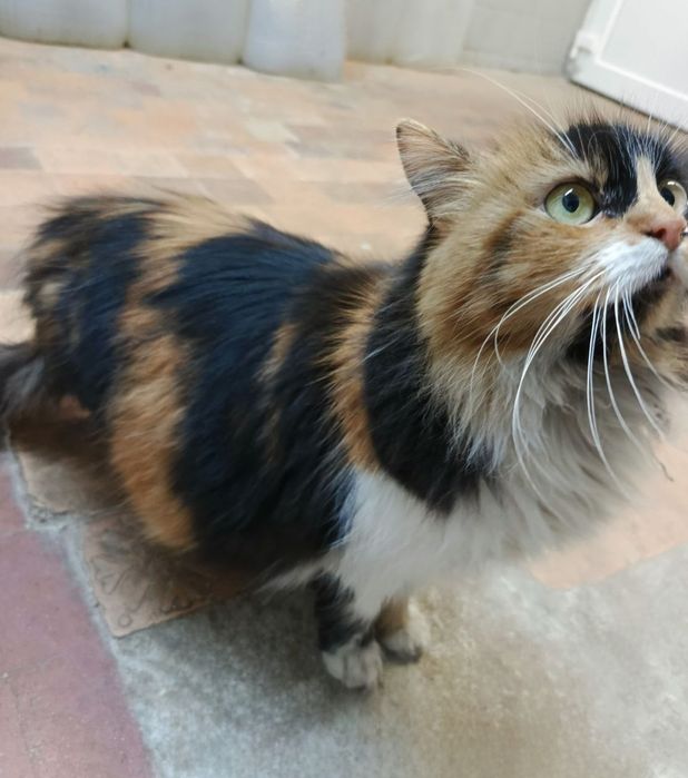 Отдам даром в добрые руки зеленоглазую трехцветную пушистую кошечку