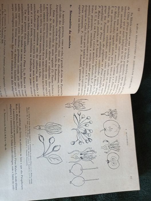 As Pomóideas (.)	Manual E. do Agricultor Português 1954 Duarte Amaral