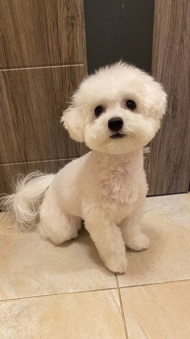 Собачки Бішон Фрізе