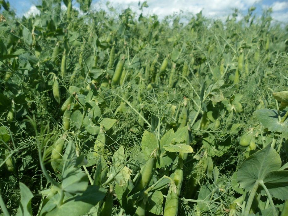 Озимий Горох НС Мороз