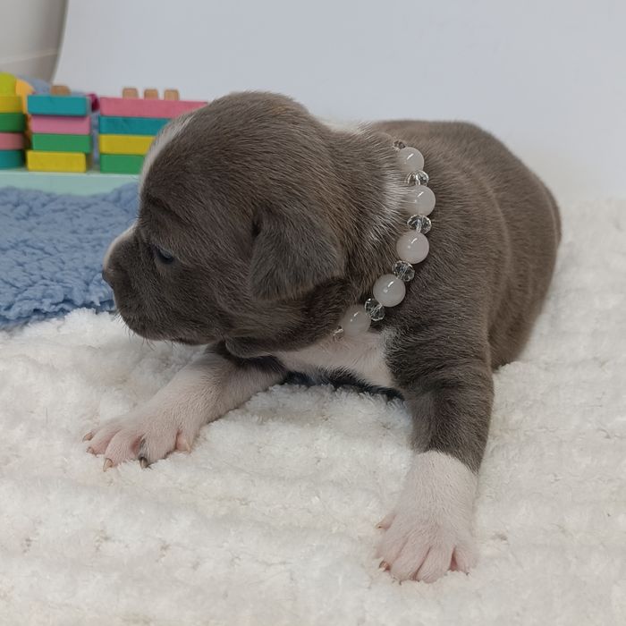 Nova Luna стафінька з такою харізмою,що меркнуть зірки.КСУ