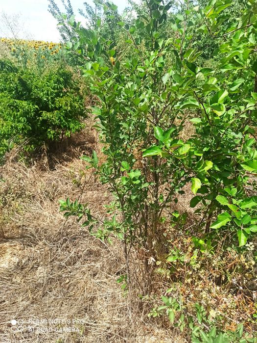 Слива угорка, саженцы .