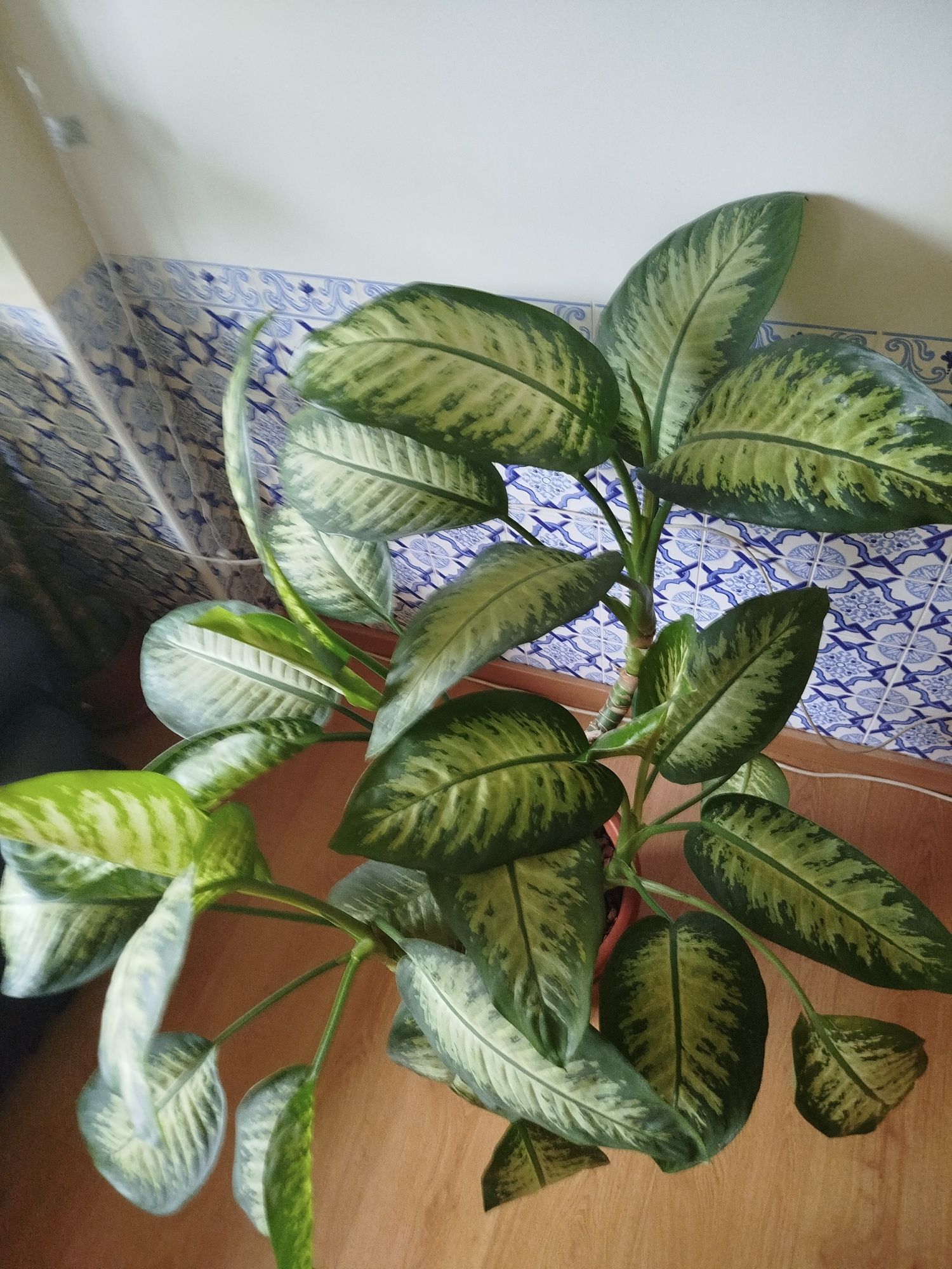 Plantas naturais