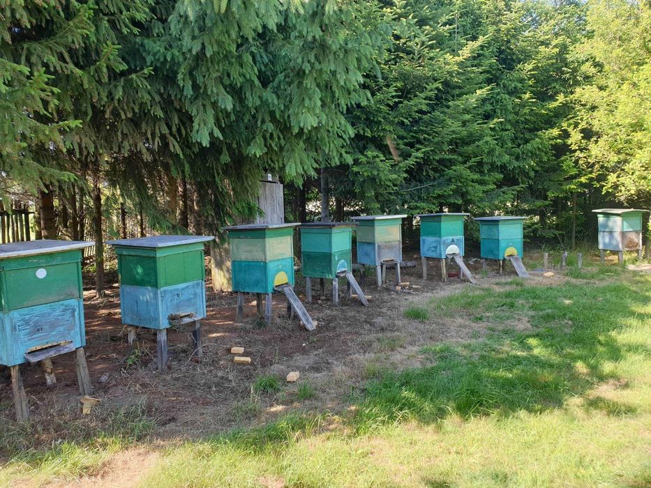 Ule z pszczołami - ramka wielkopolska