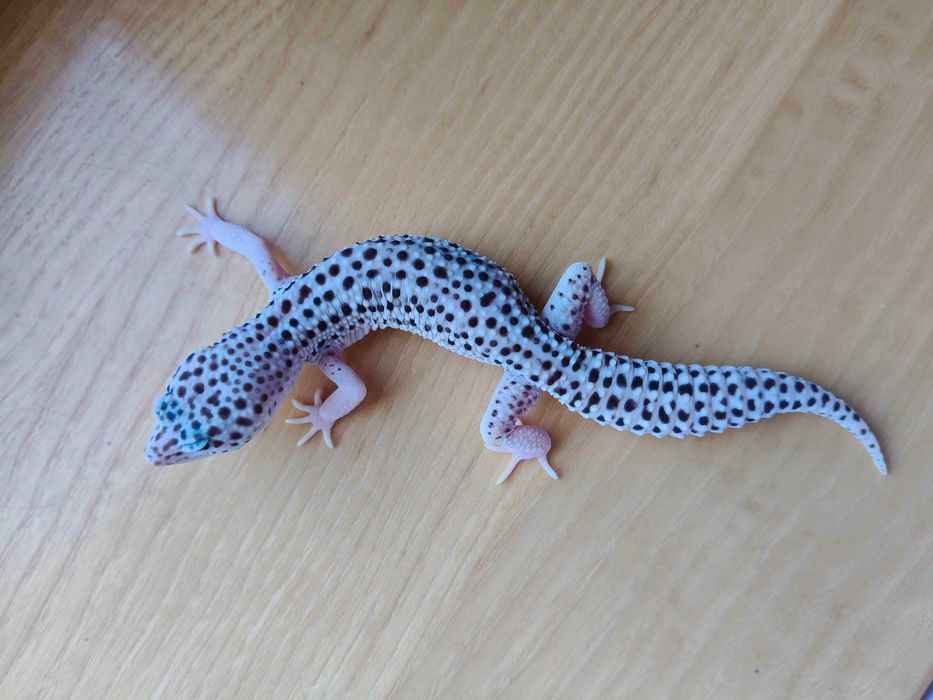 Gekony Lamparcie