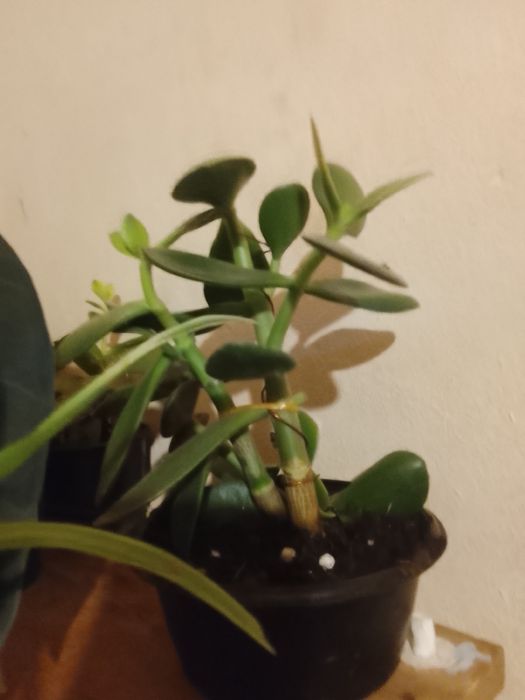 Черенки замиокулькача, колеуса,крассулы