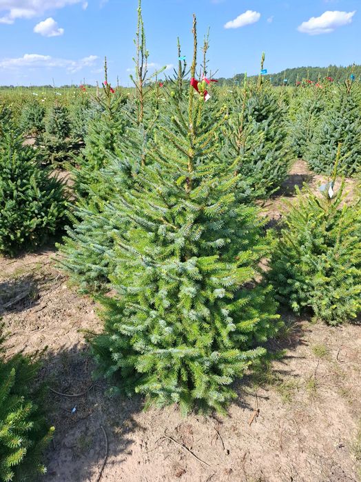 Świerk Serbski OMORIKA w donicy od 100 - 200 cm - TuChoinki.pl Jodła
