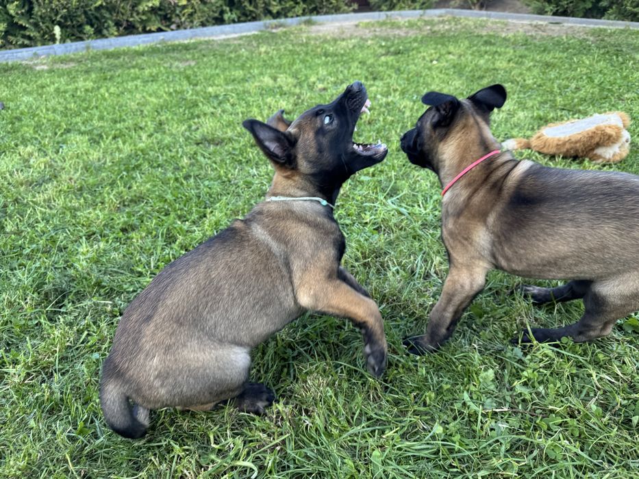 Szczeniak Owczarek Belgijski Malinois FCI