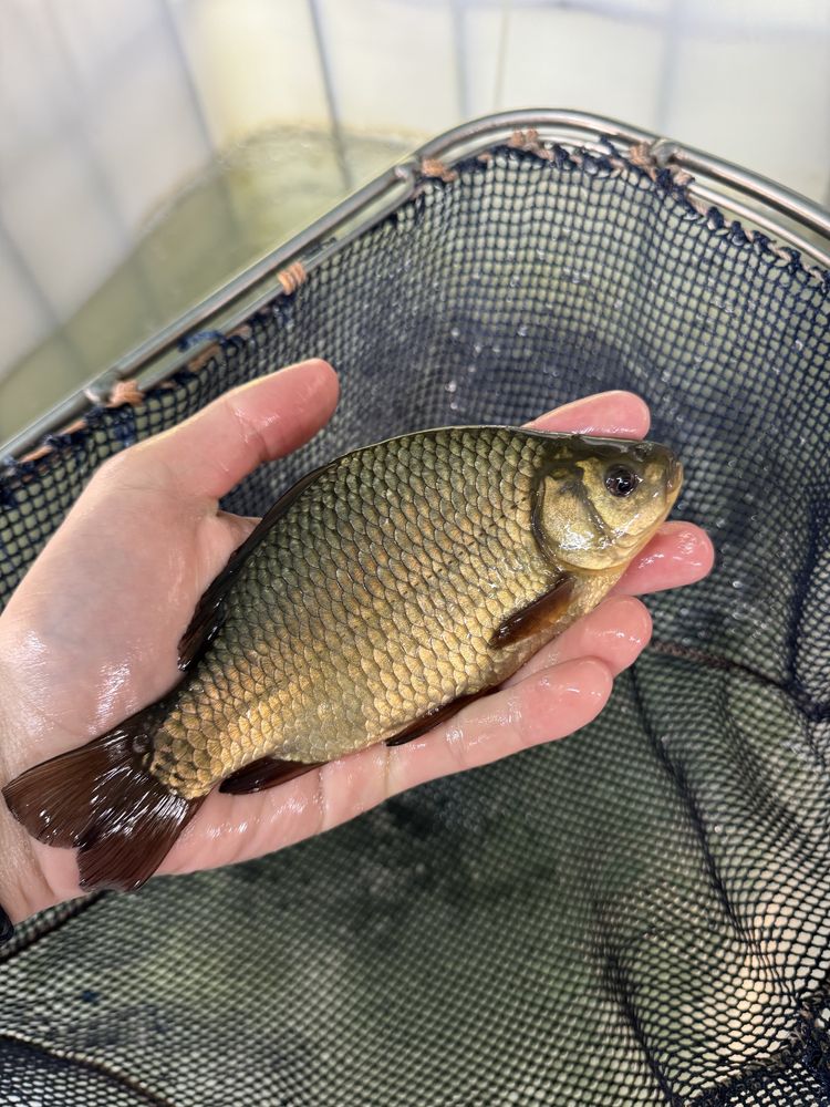 Szczupak ryby do stawów i oczek wodnych narybek szczupaka inne