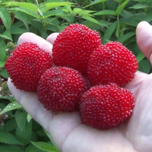 тибетськая малина мяо мят тибетська малина