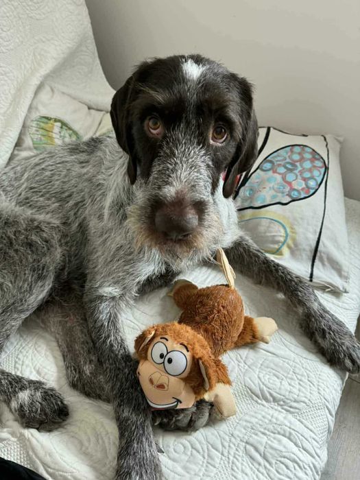 Młodziutki pies w typie wyżeł niemiecki szorstkowłosy do adopcji