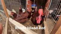 Venda ovos férteis raça Rhode Island Red