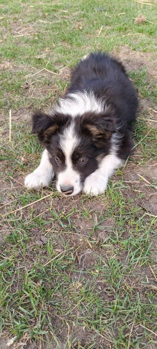 Border Collie ur.09. 06. 2025 ( Suczka  )