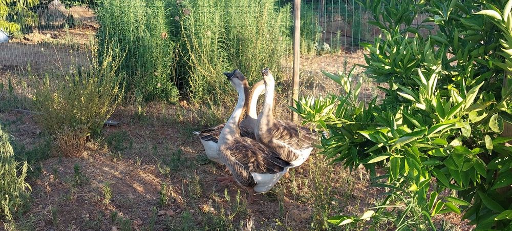 Vendo trio de gansos sinaleiros de barbela 2024