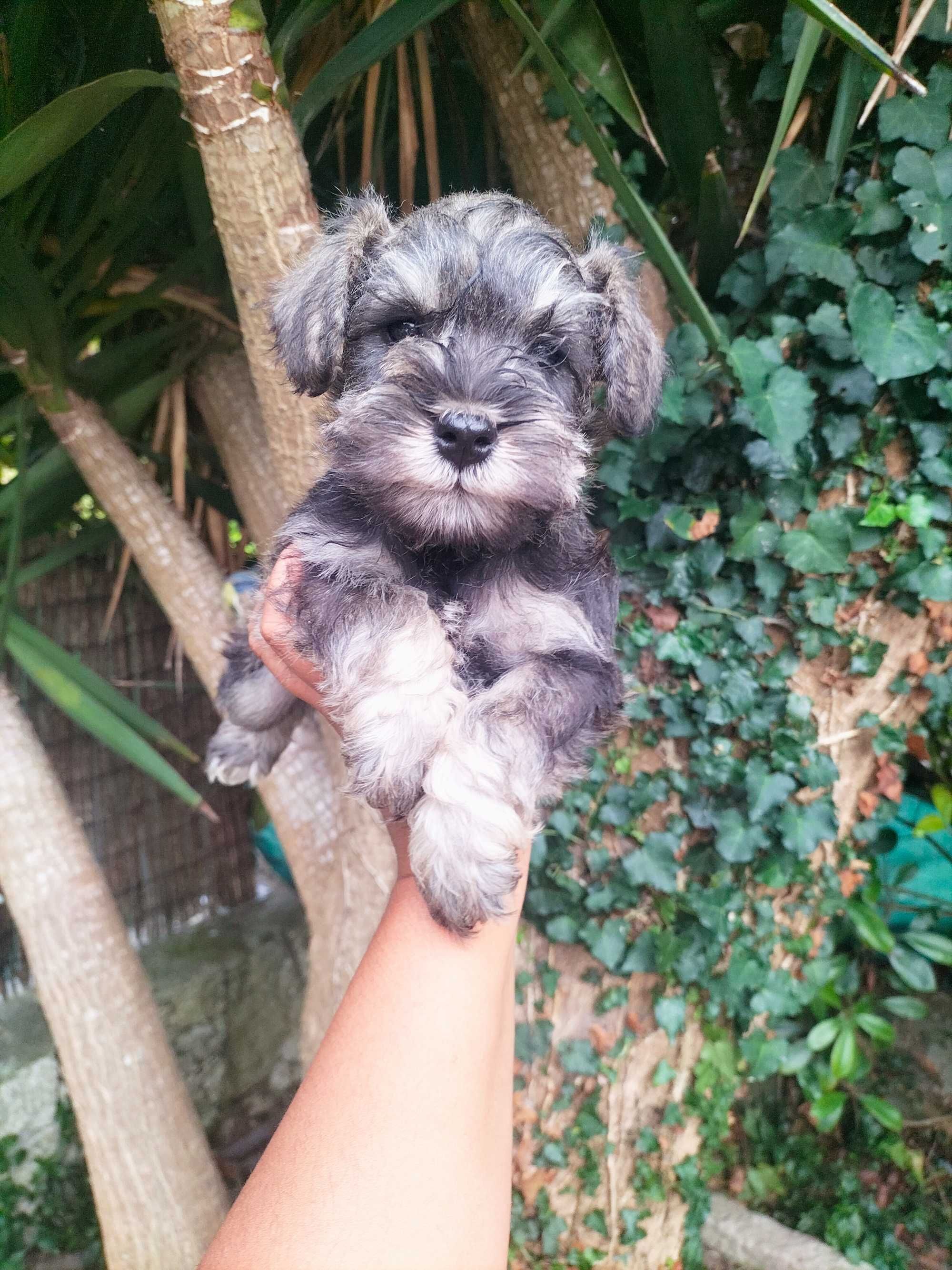 Schnauzer miniatura fêmea