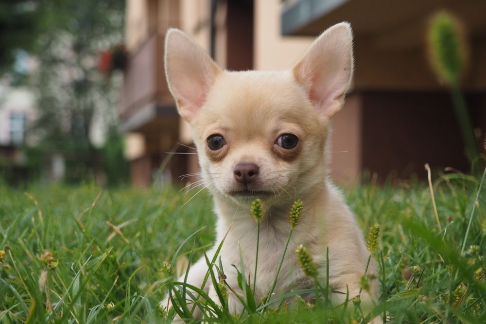 Szczeniak Chihuahua