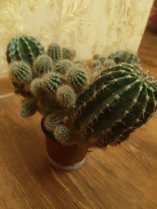 Кактус, не дорого