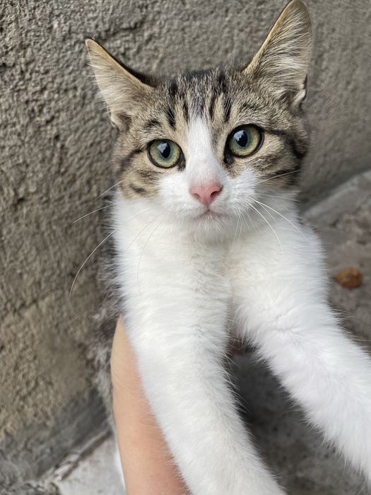 Кошенята шукають родину