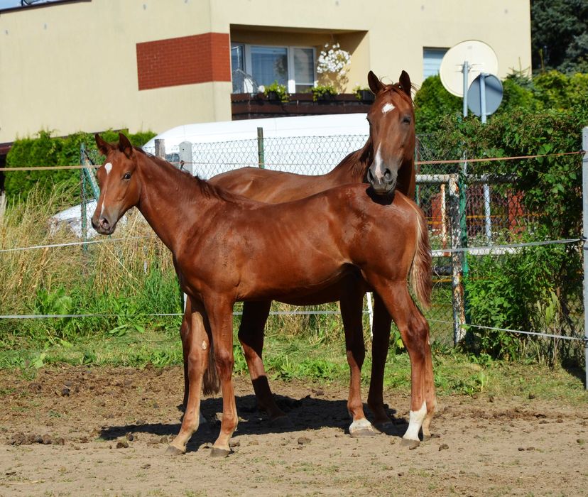 Odsadek ogierek po Vincento des Forets
