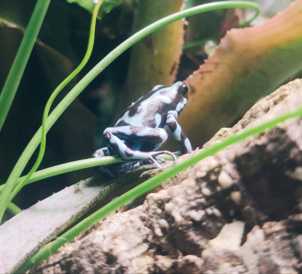 Лягушка Dendrobates auratus (Costa Rica) Красящий древолаз