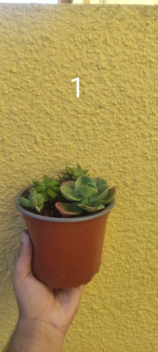 Cactos e Suculentas