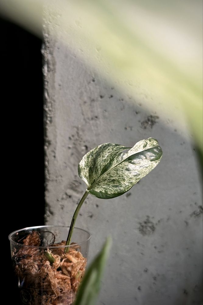 Epipremnum pinnatum variegata ‚Marble King’ - kolekcjonerskie Epi