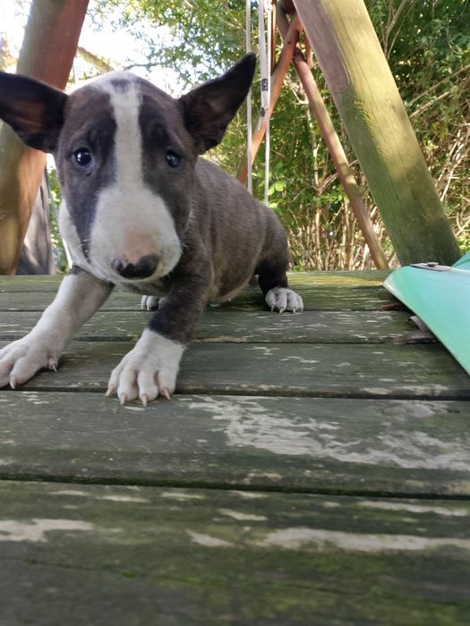 Bulterier standart szczeniak chłopak