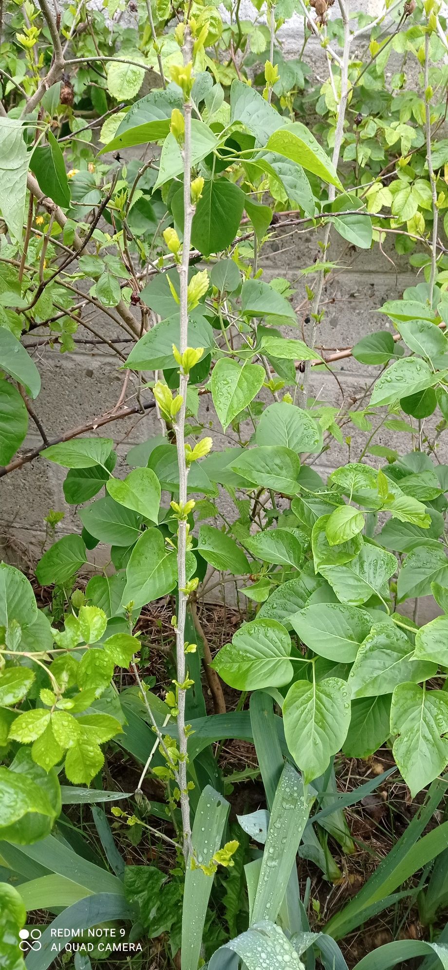 Ketmia hibiskus ogrodowy