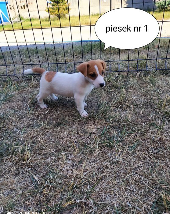 Piesek Jack Russell terrier