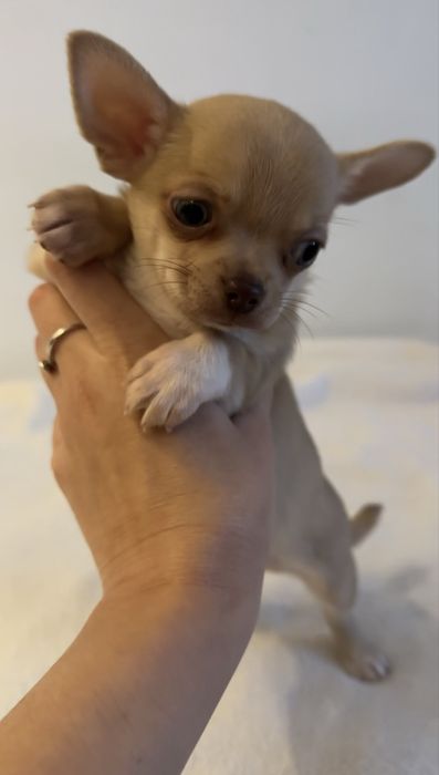 Chihuahua piesek