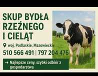 Byki.Krowy.Jałowki.Cielaki