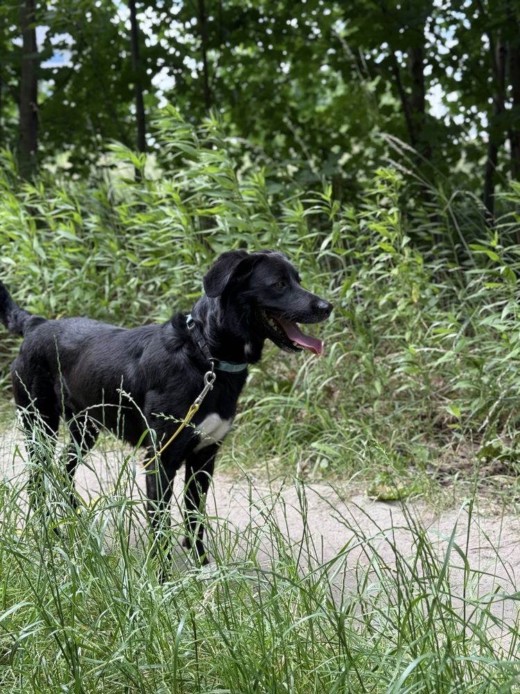 MAILO | mix labradora. Wesoły, przyjazny i aktywny pies do adopcji.
