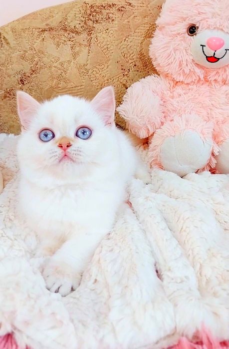 Надзвичайна красунечка шотландська киця Скотіш Страйт