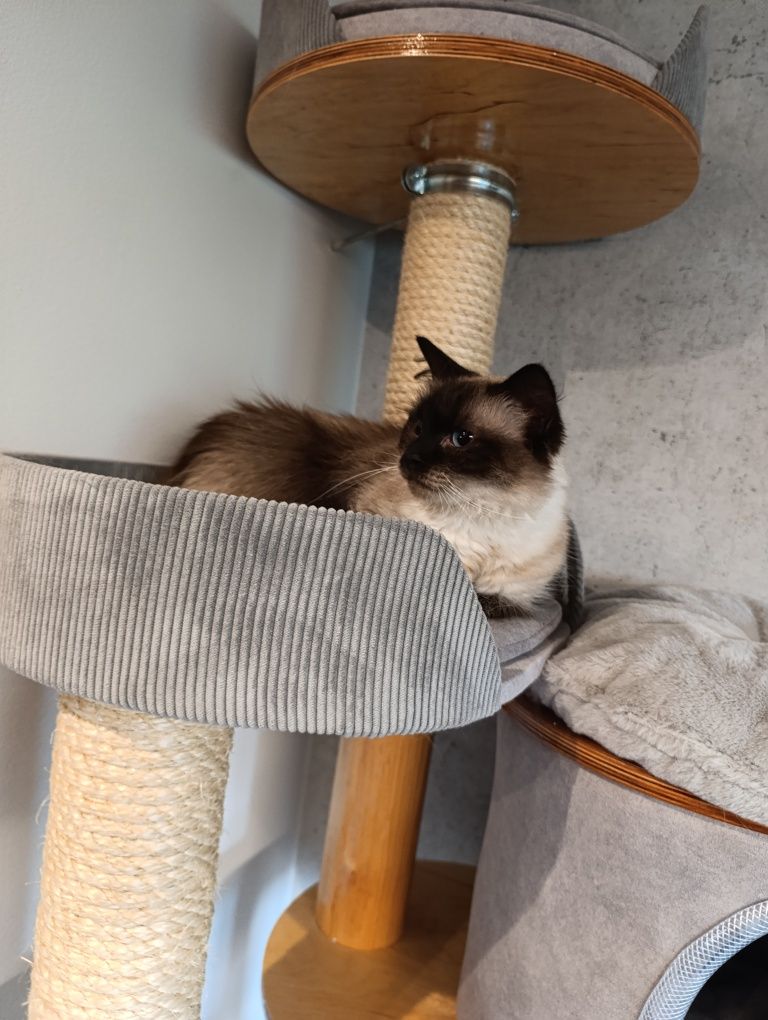 Kot ragdoll - kotka ragdoll z niebieskimi oczami- RODOWÓD do adopcji