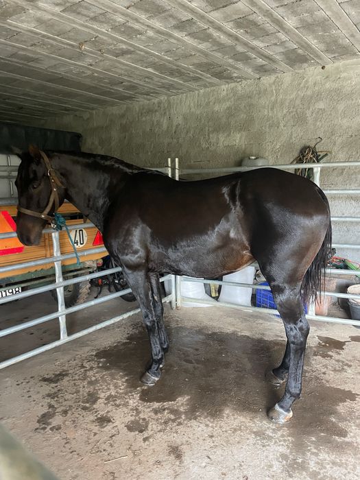 Egua montada super docil